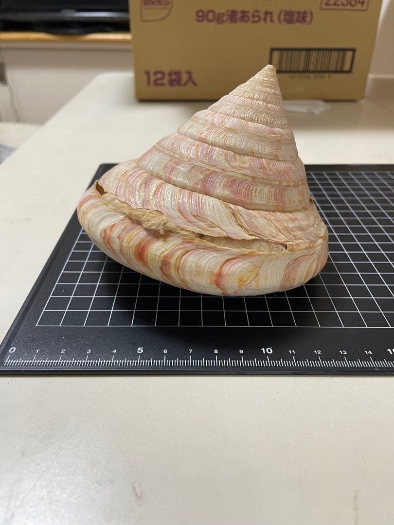 貝殻　標本　オキナエビス　特大