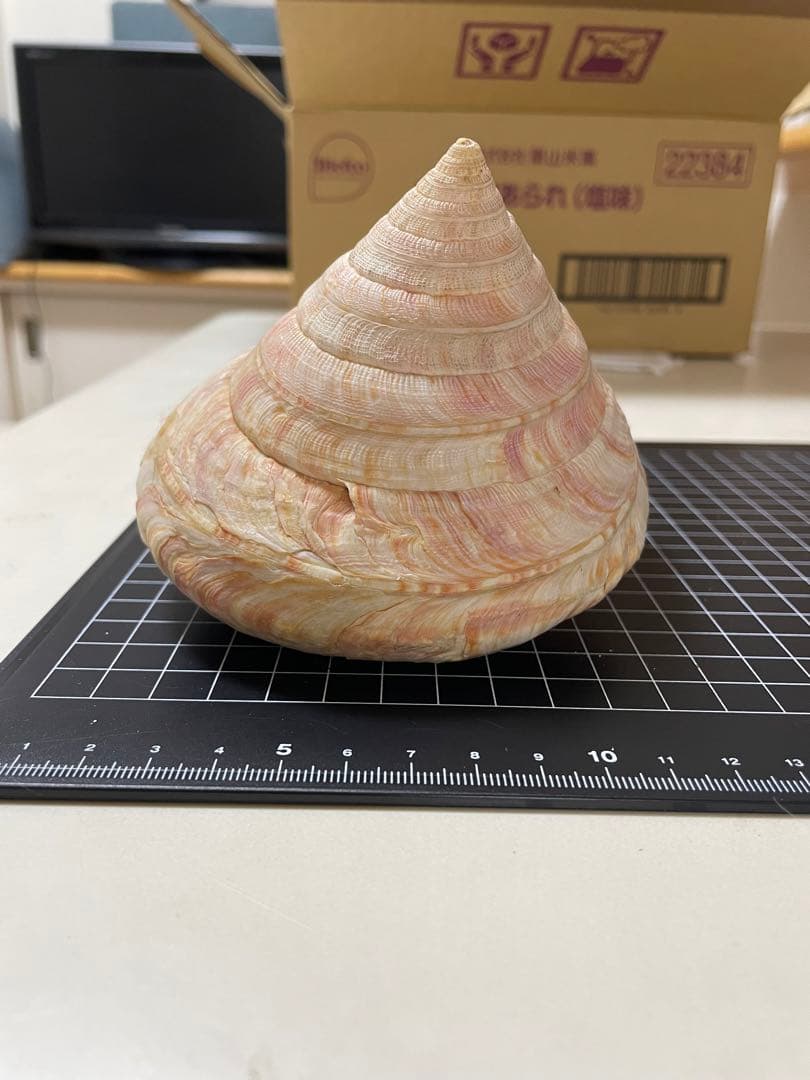 貝殻　標本　オキナエビス　特大