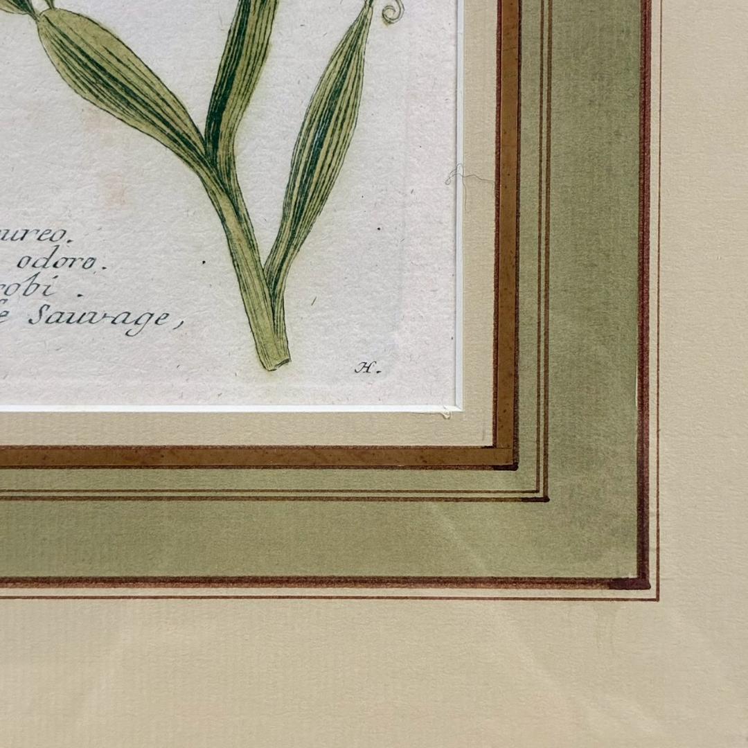 ヨハン・ヴァインマン「スイートピー」銅版画+手彩色 作品保証書有 薬用植物図譜