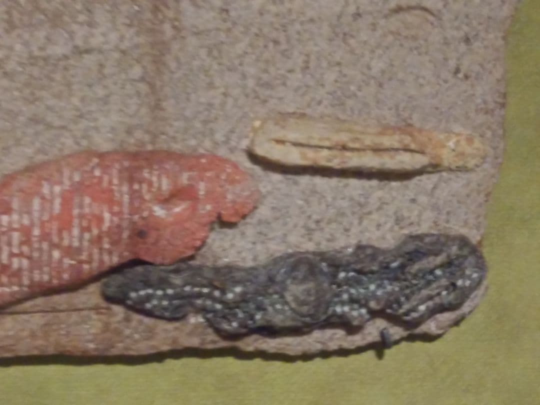 ふくすきさん専用キムホノ 金憲鎬さんの飾り皿