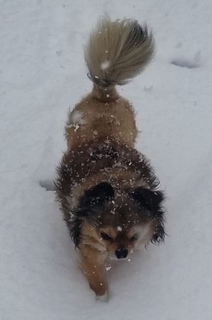 猫の写真 フレーム付き 黒スパークル