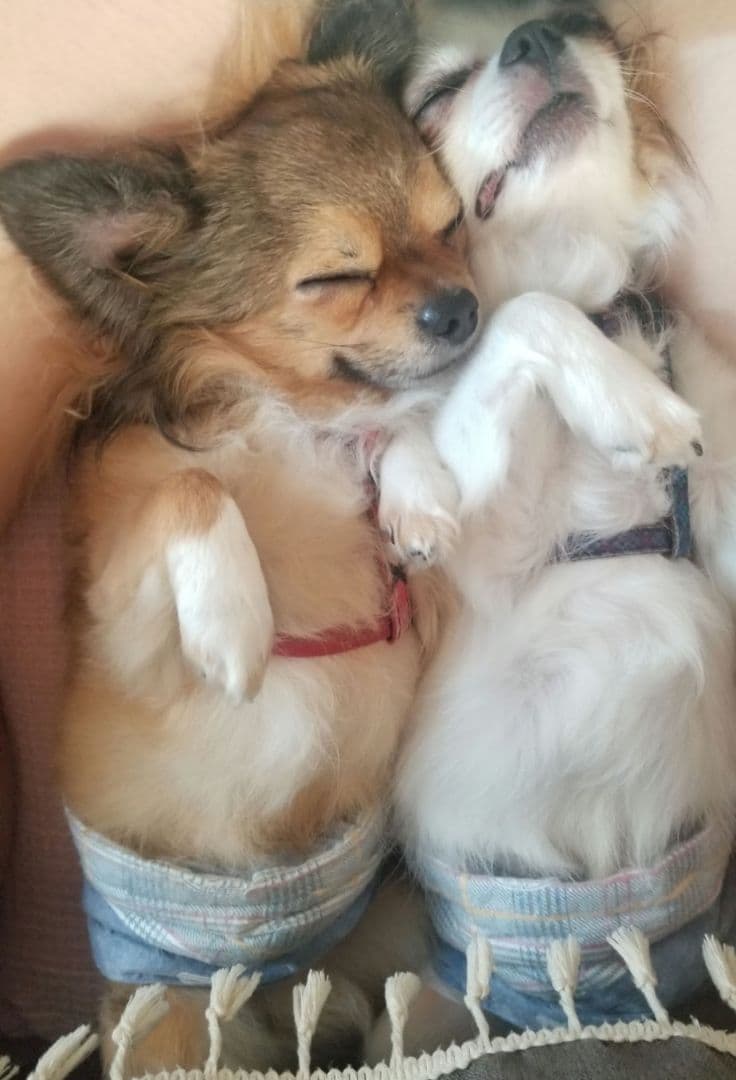 猫の写真 フレーム付き 黒スパークル