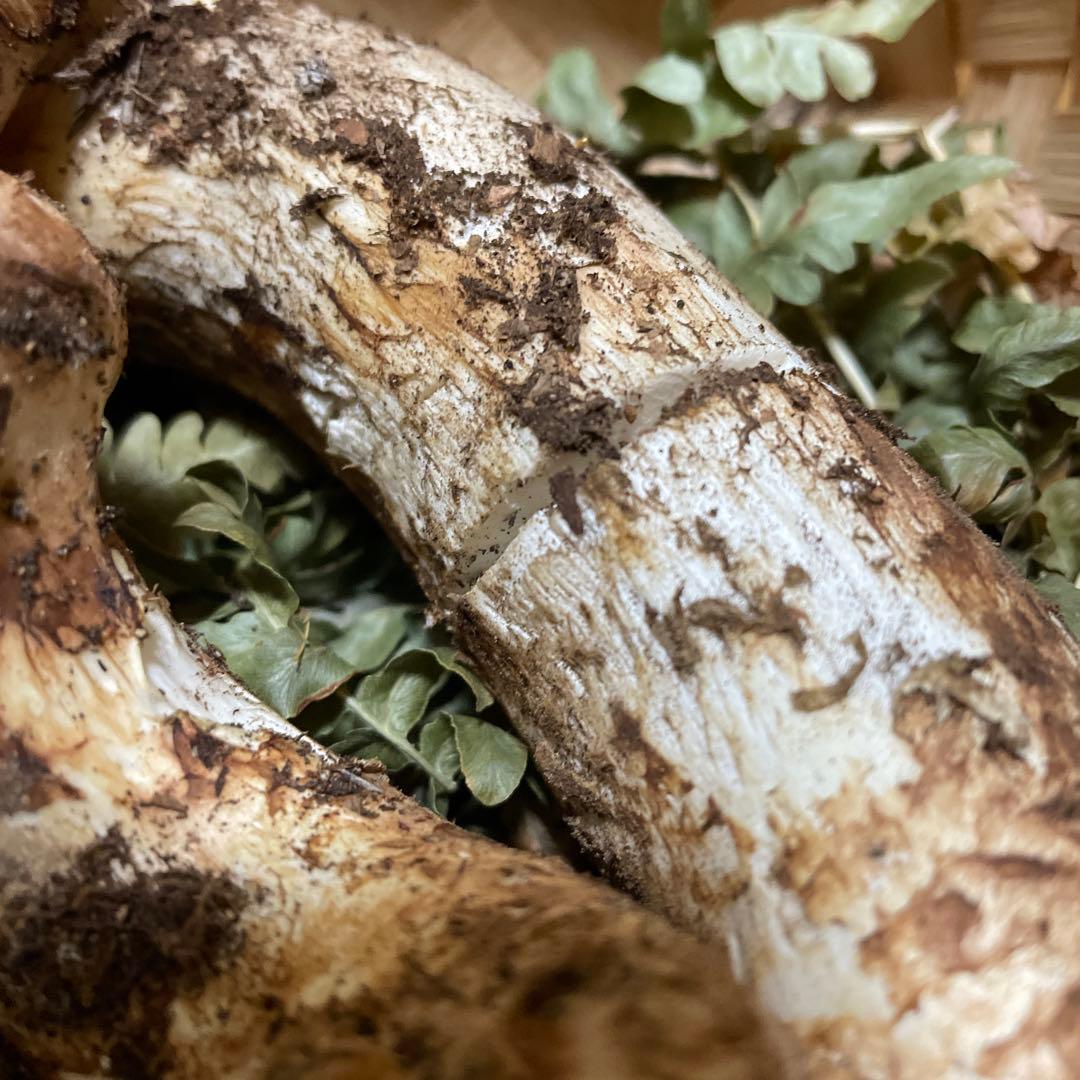 岩手県久慈市産松茸260g