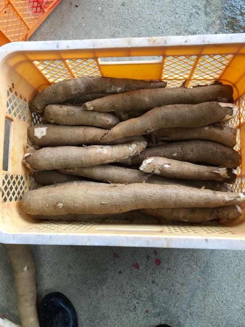 徳之島産キャッサバ薄黄色芋20キロ入り