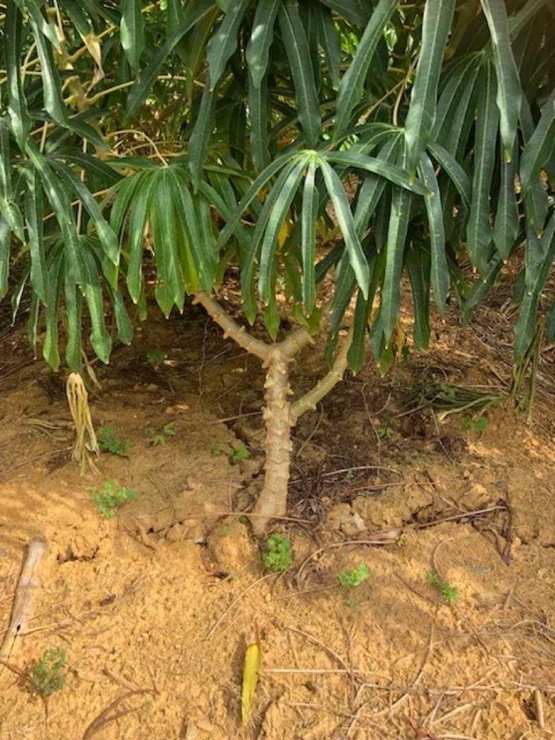 徳之島産キャッサバ薄黄色芋20キロ入り