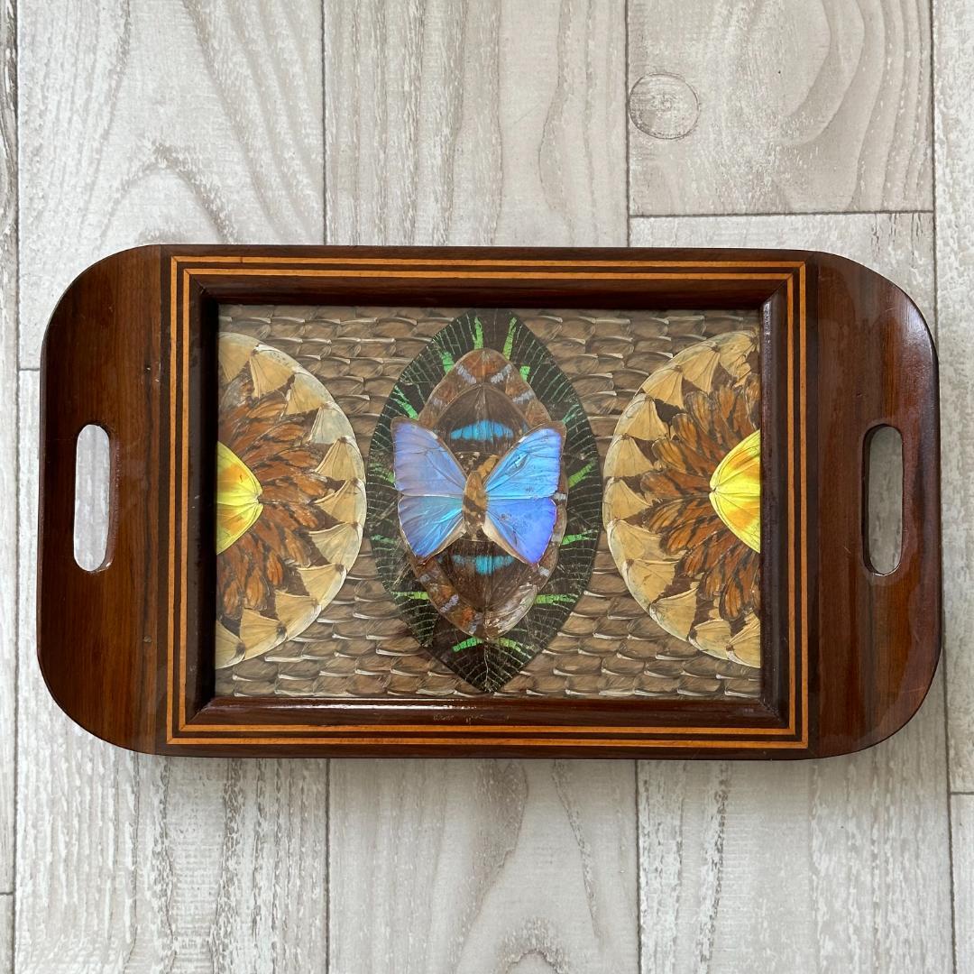 南米ブラジル モルフォ蝶 アート アンティーク インテリア 入手困難 一点物