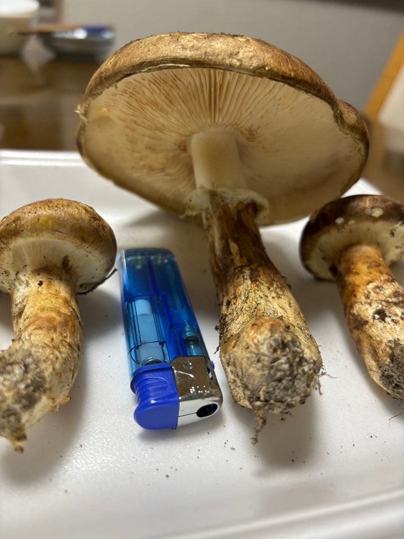 香川県産　獲れたて松茸4 3本150グラム　国産　天然物 150g