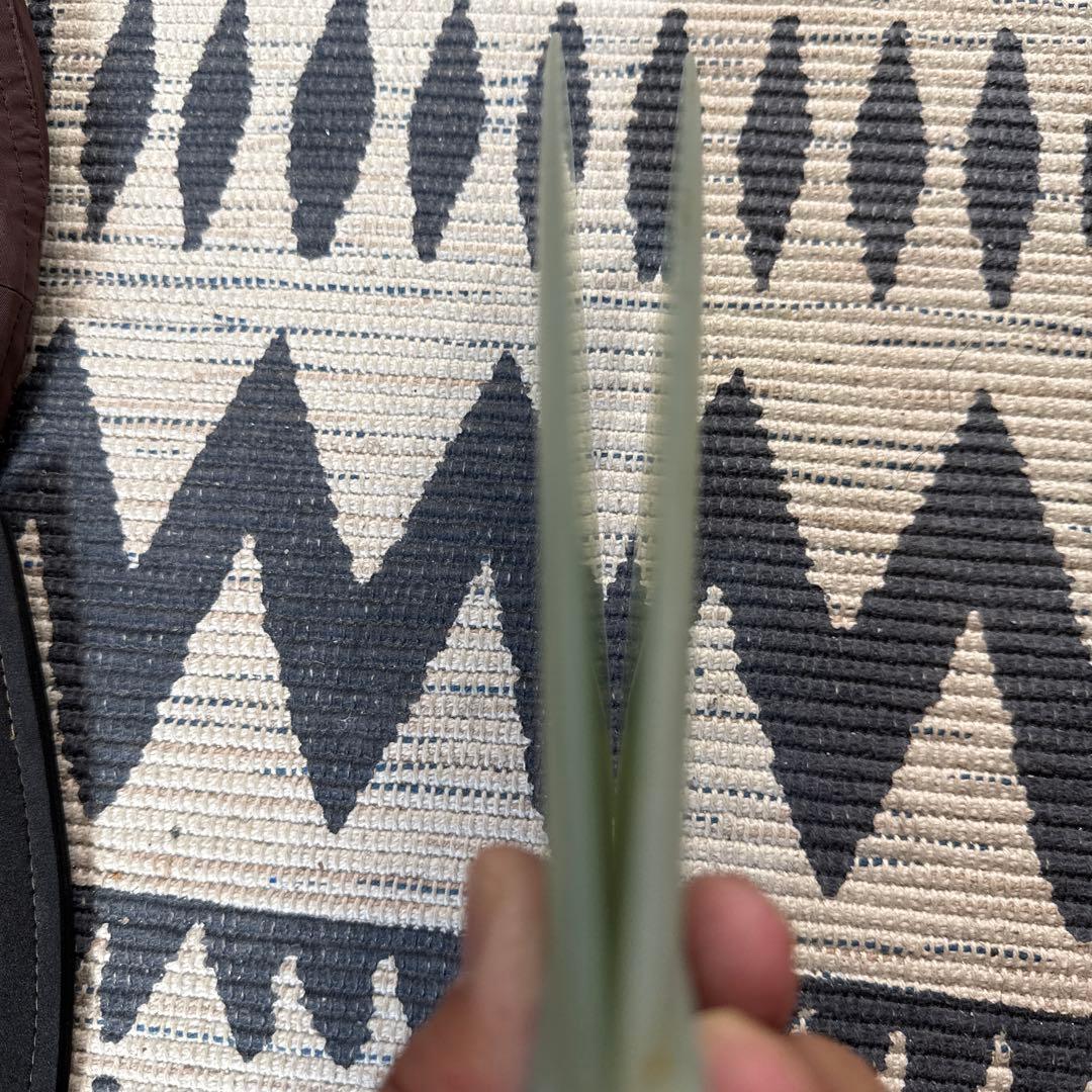 jive ツインフィン アップライト フューチャーズ NVS APEX