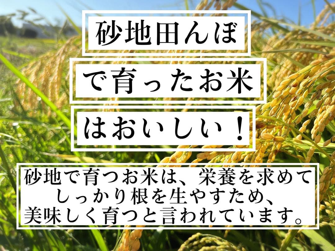 【令和7年度新米】近江米 ミルキークイーン 20kg