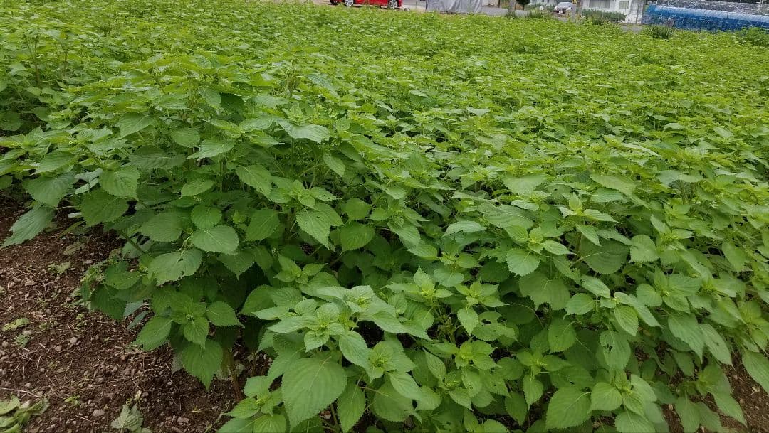 1,000円お得　えごま油　低温圧搾 100％国産 110g×5