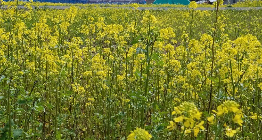 1,000円お得　えごま油　低温圧搾 100％国産 110g×5