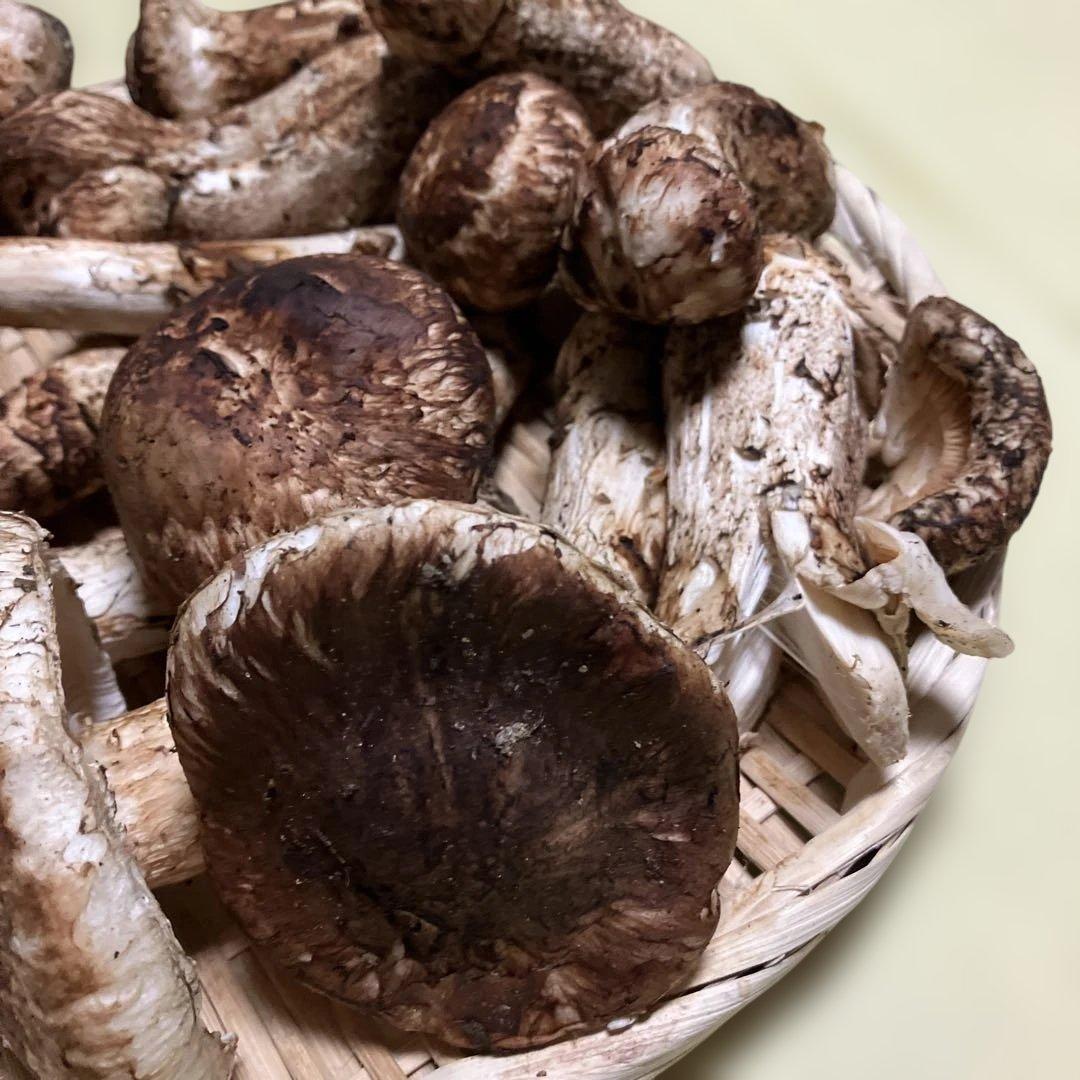 岩手県産松茸　訳あり　４８６g