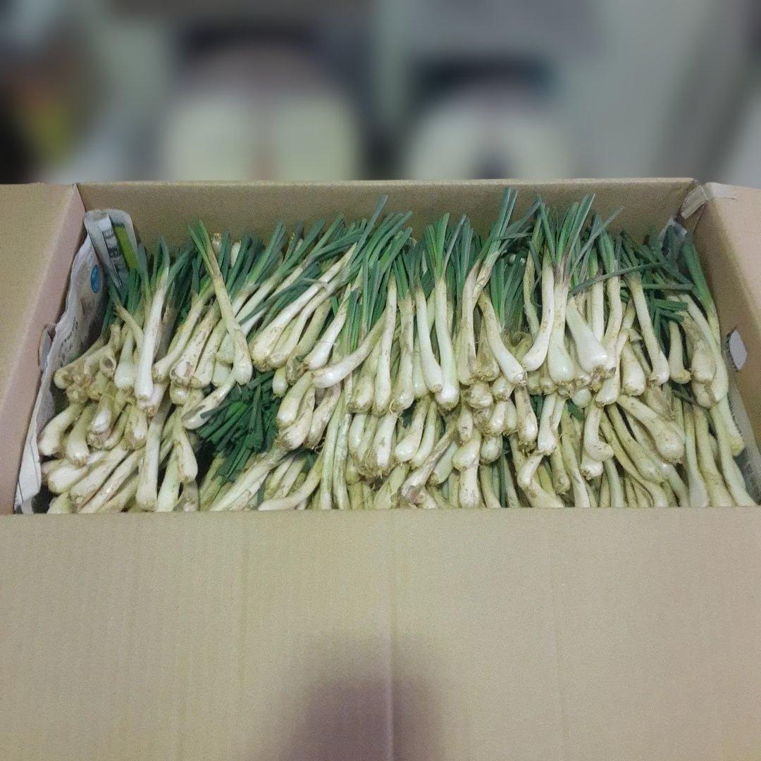 沖縄県産♪島らっきょう10㎏