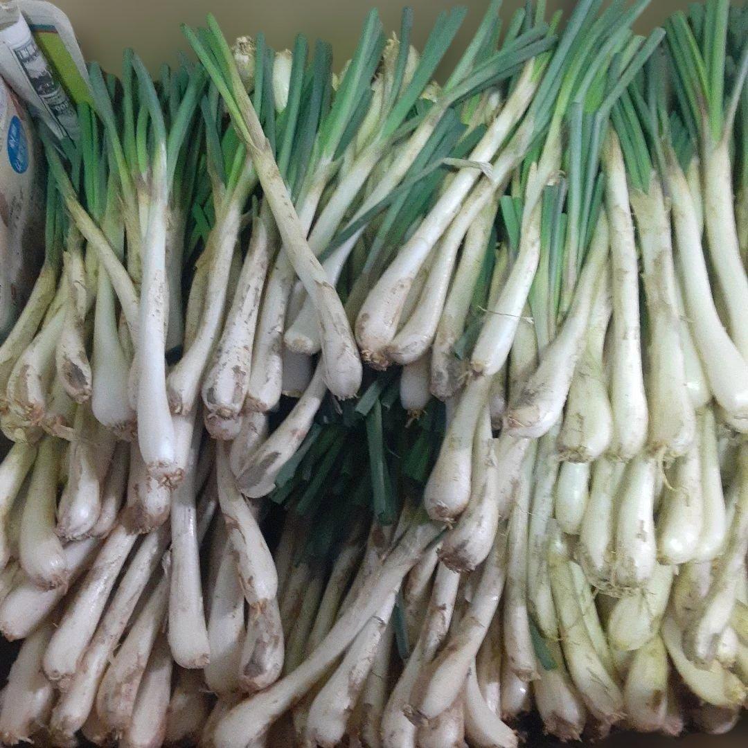 沖縄県産♪島らっきょう10㎏