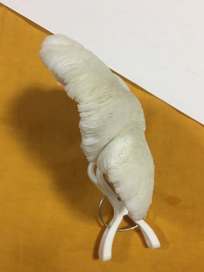 珊瑚の化石でしょうが、❤️なんです。