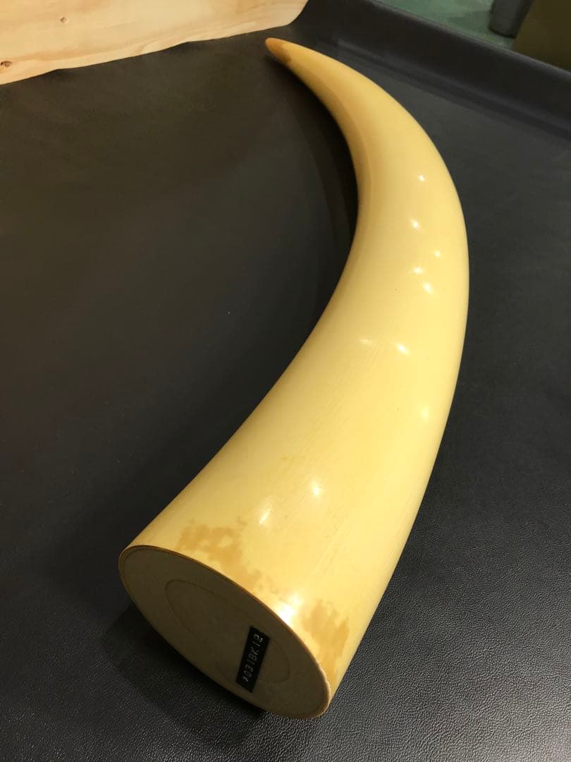 象牙風置物 レプリカ 練り物　オブジェ 一本牙 全長100cm