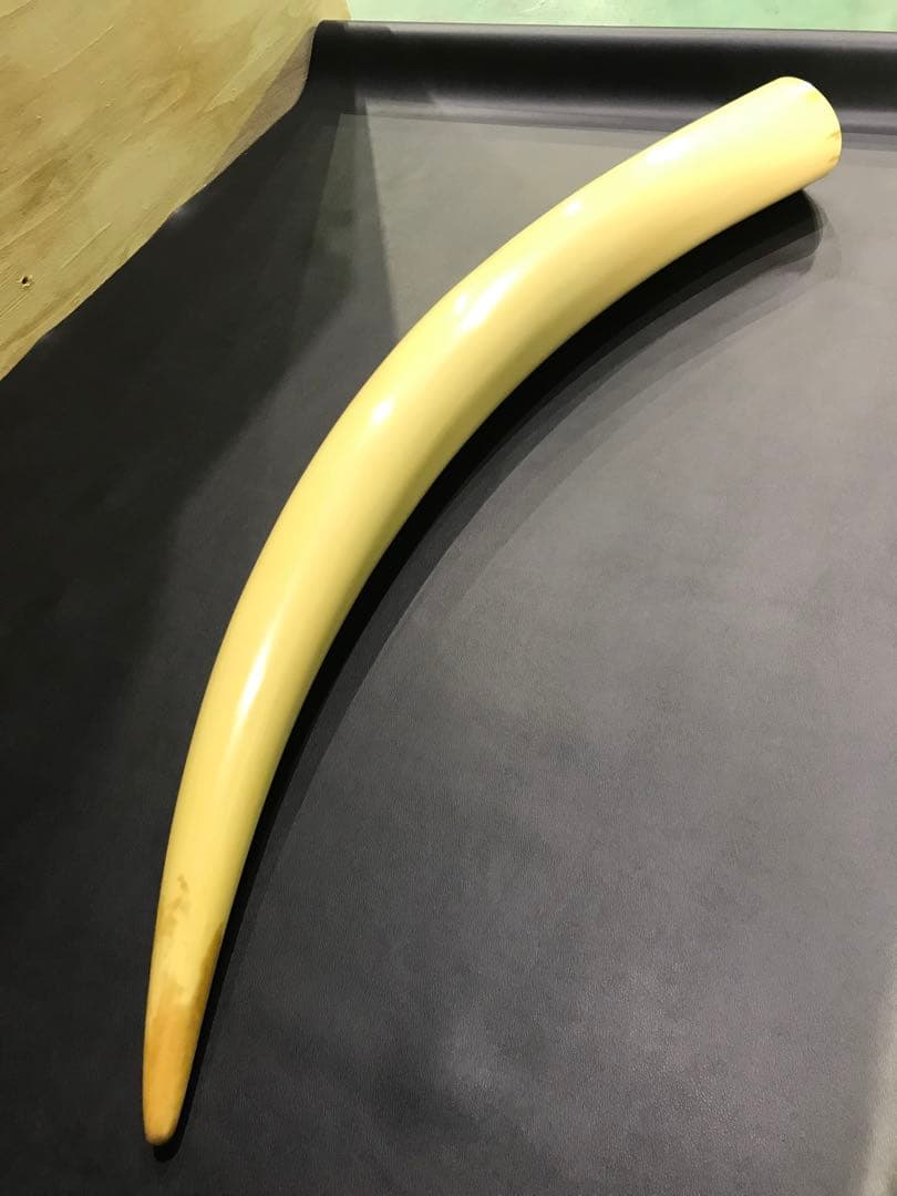 象牙風置物 レプリカ 練り物　オブジェ 一本牙 全長100cm