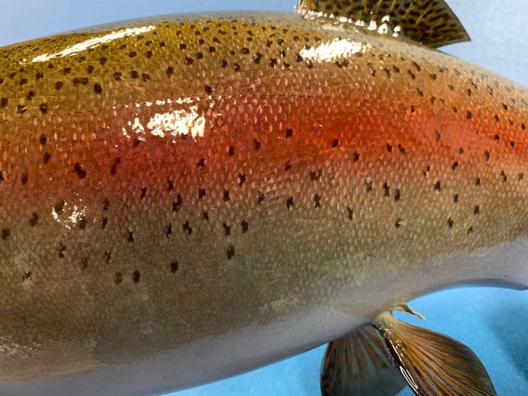 ワイルドスーパーレインボー50オーバー雄三口限定品剥製製作依頼又は、完成品