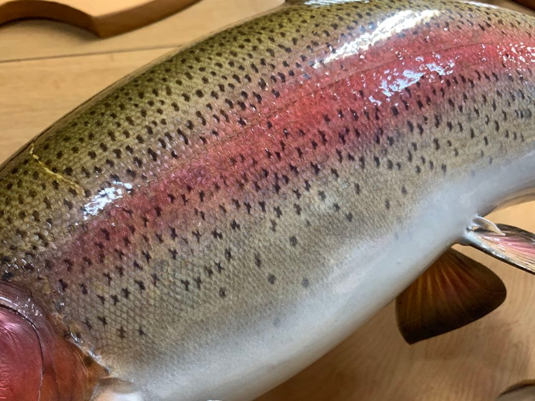 ワイルドスーパーレインボー50オーバー雄三口限定品剥製製作依頼又は、完成品