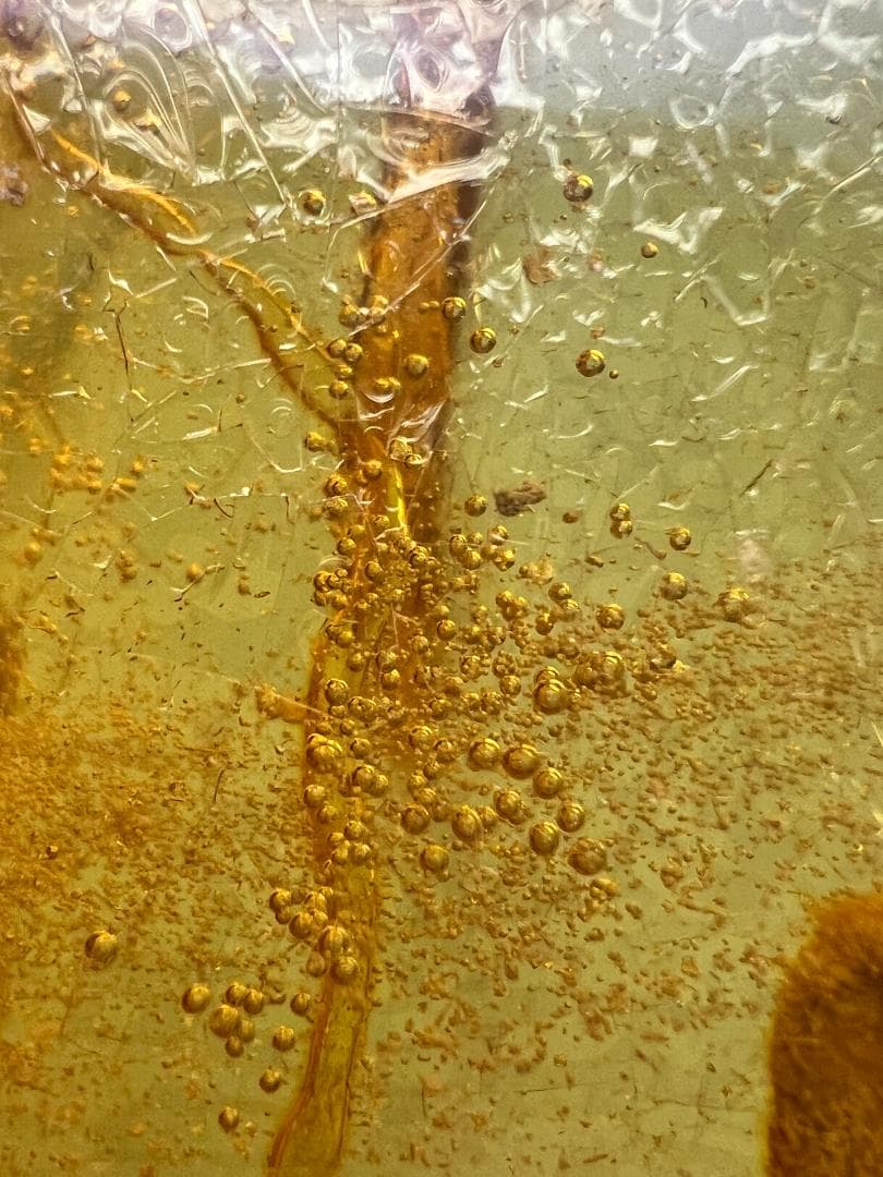 ビックサイズ　虫入り琥珀　大量な気泡を内包　バルティックアンバー　バルト海沿岸
