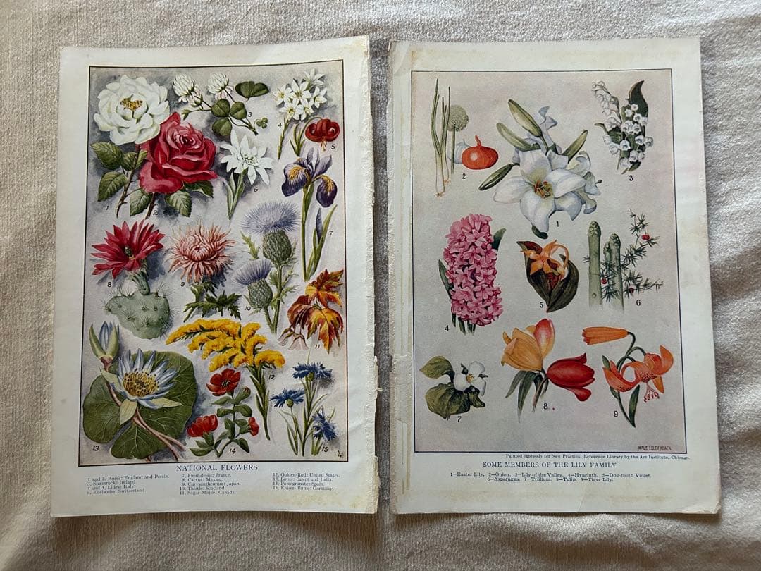 アンティーク花フルーツリトグラフ紙ものまとめ売りジャンクジャーナル素材蚤の市洋書