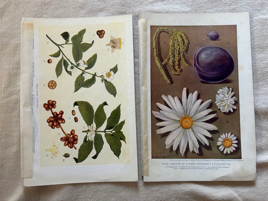 アンティーク花フルーツリトグラフ紙ものまとめ売りジャンクジャーナル素材蚤の市洋書