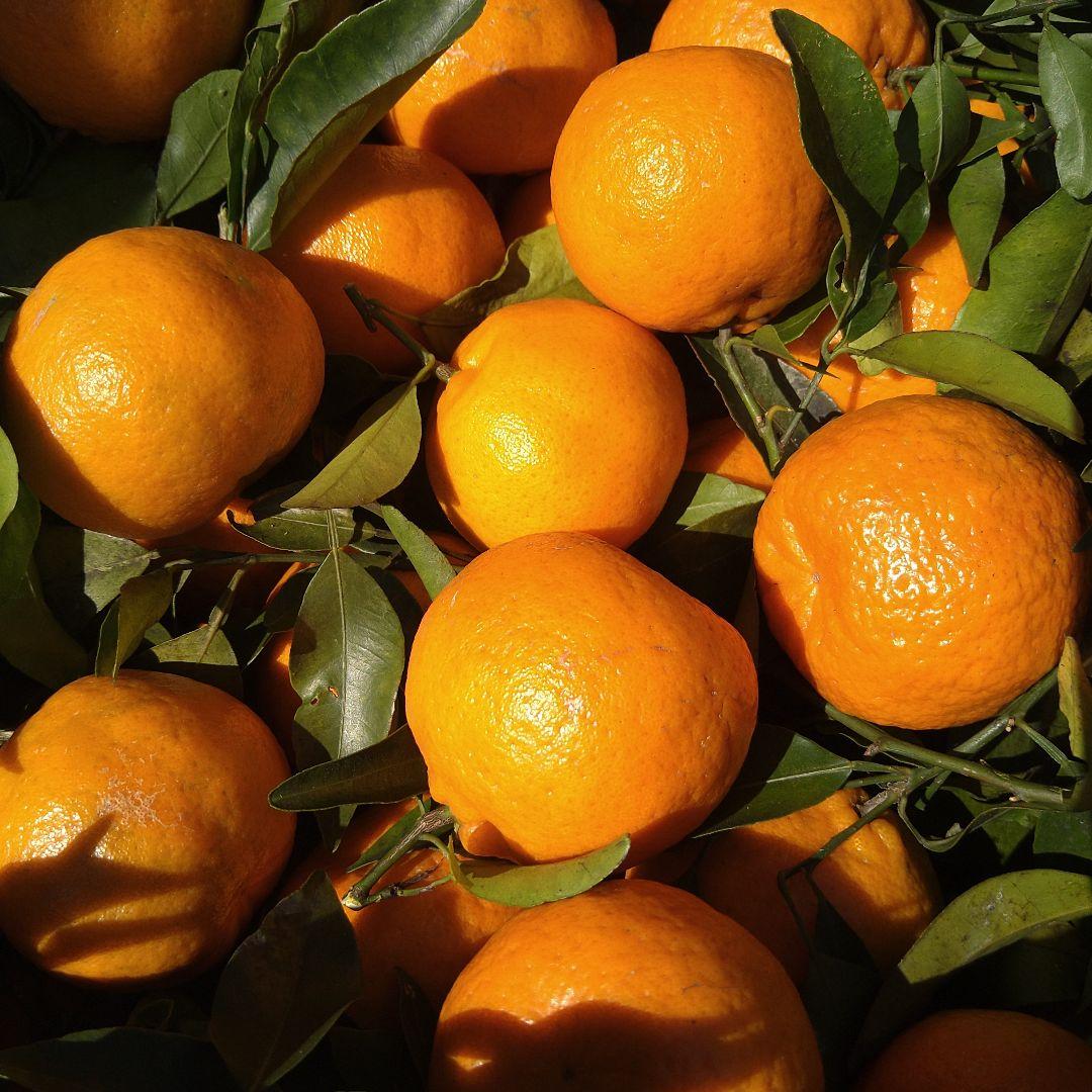 残りわずか　訳アリ　実のみ　完全無農薬　ポンカン　箱込み10kg未満　ゴロゴロ入