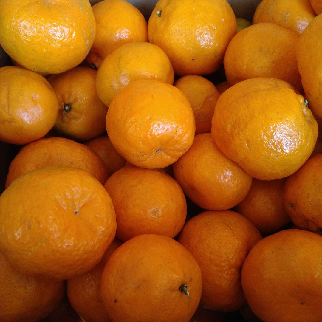 残りわずか　訳アリ　実のみ　完全無農薬　ポンカン　箱込み10kg未満　ゴロゴロ入