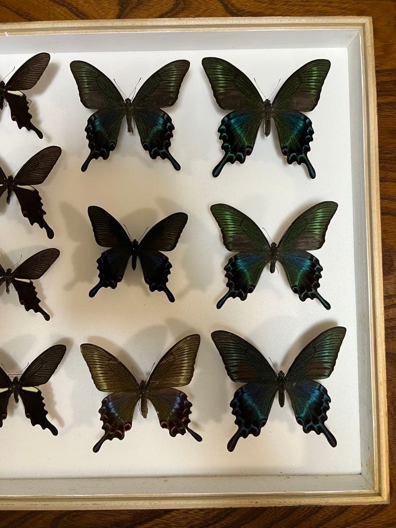 蝶標本 希少ミヤマカラスアゲハ標本ガラス木箱現状品のみ41x50x6cm