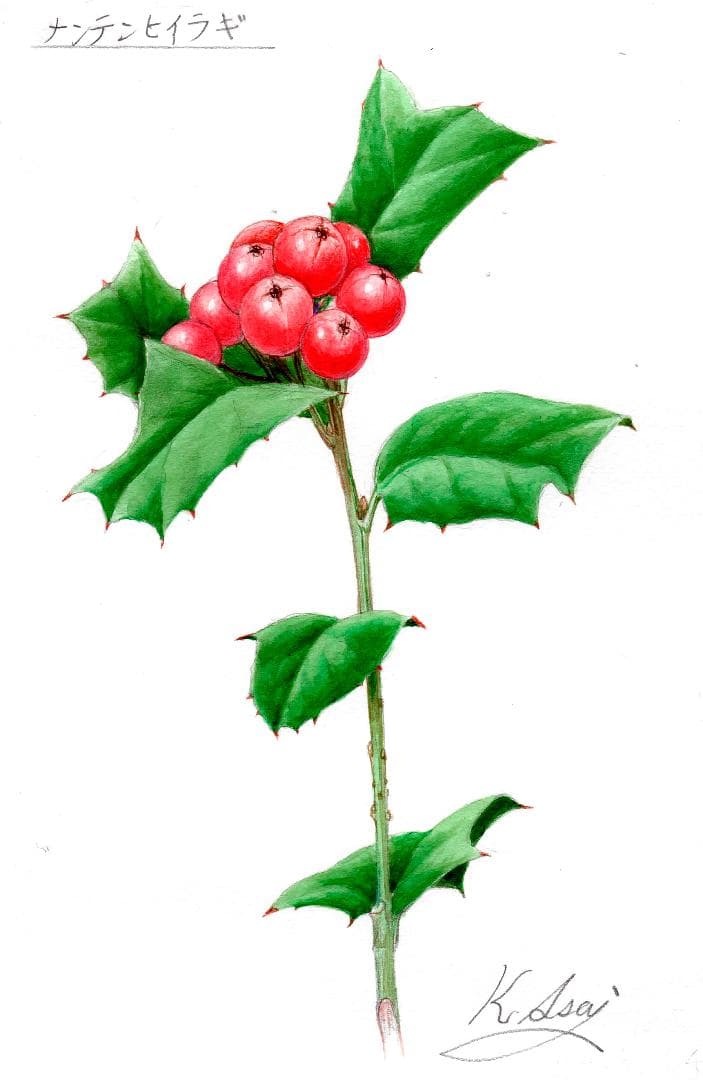 【絵画】ボタニカルアート　「ナンテンヒイラギ」原画