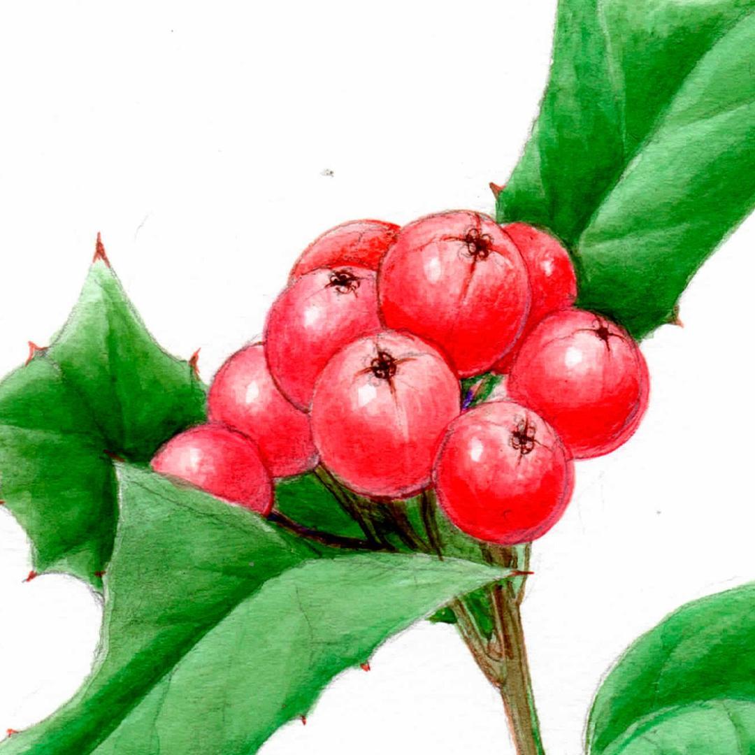 【絵画】ボタニカルアート　「ナンテンヒイラギ」原画