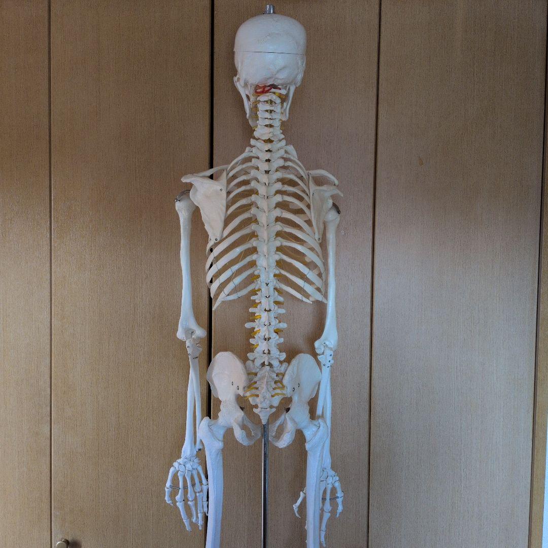 等身大人体骨格模型　 ハロウィン装飾　ドッキリなどにどうぞ！