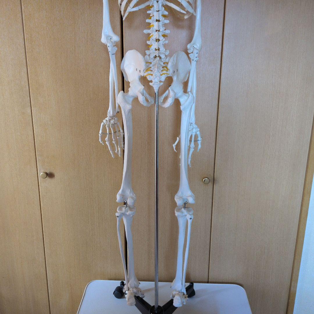 等身大人体骨格模型　 ハロウィン装飾　ドッキリなどにどうぞ！