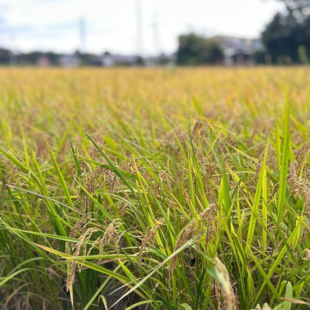 【送料無料】農家直送 玄米24.7㎏ 農薬不使用 有機栽培 天日干し お米 静岡