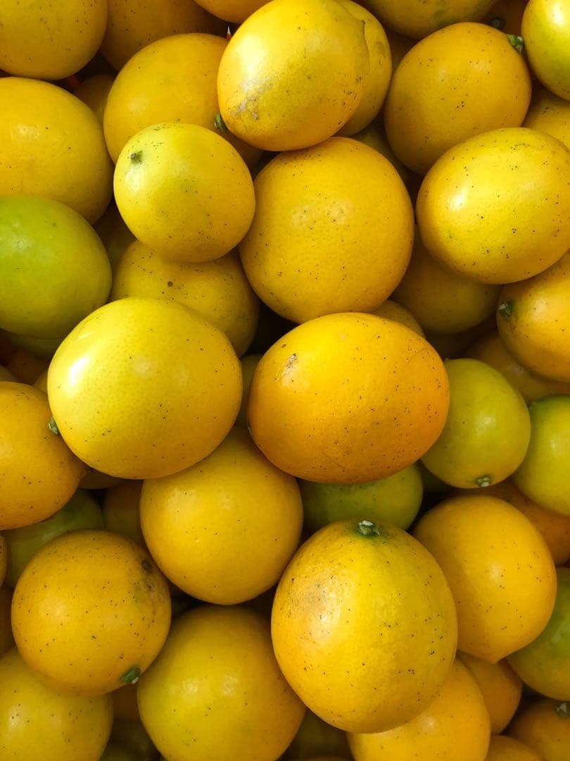 【超大特価！マイヤーレモン冷凍果汁20kg SALE！！！！】