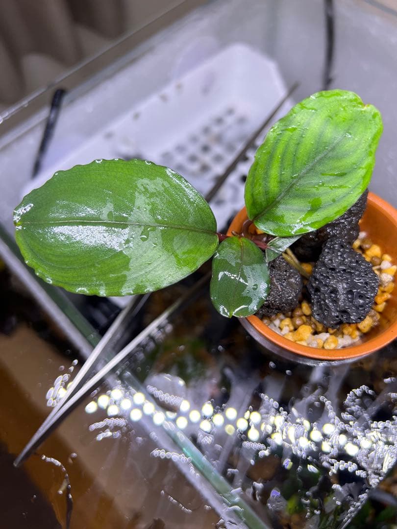 【レア種】ブセファランドラsp Sanggau Round leaves