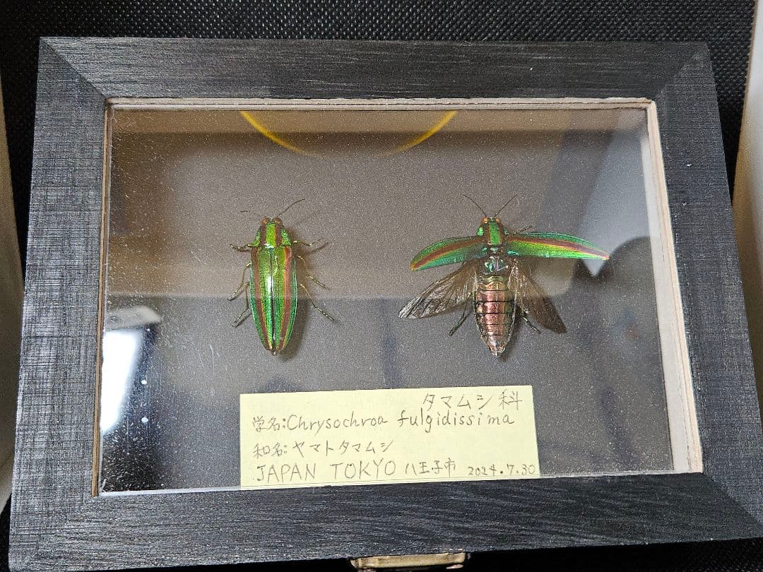 Chrysochroa fulgidissima 標本 日本 東京
