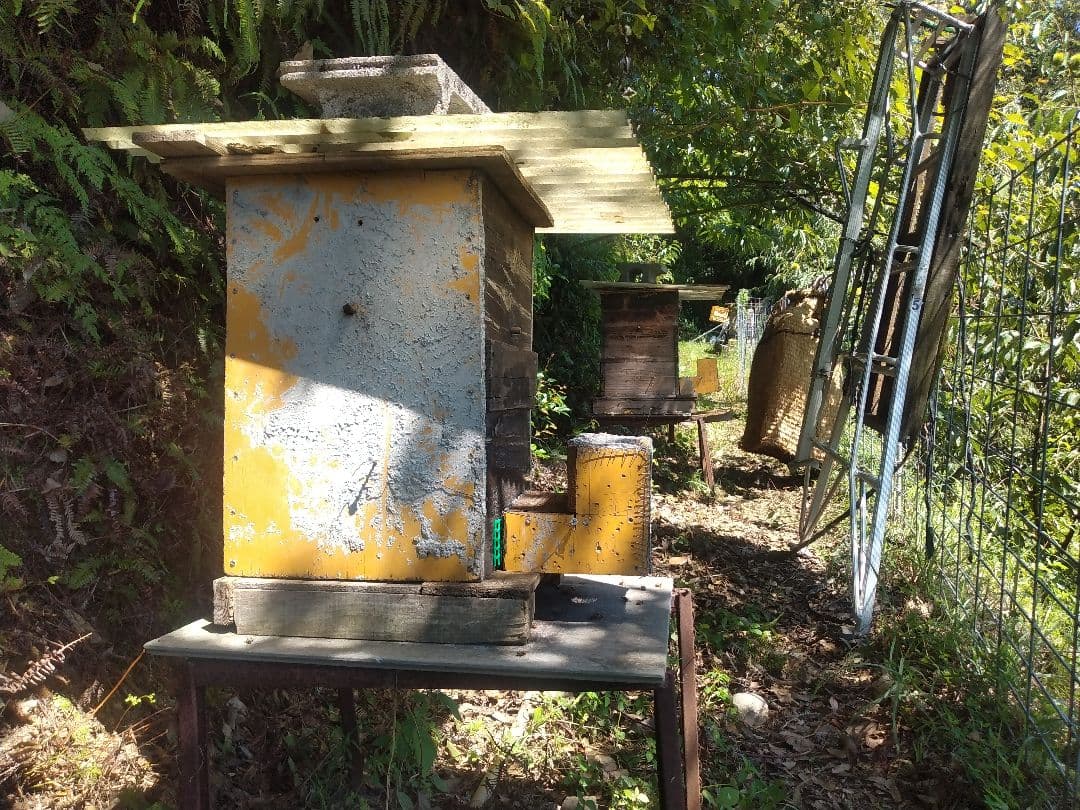 日本蜂蜜の蜂蜜、百花蜜、愛媛県産、600g×2