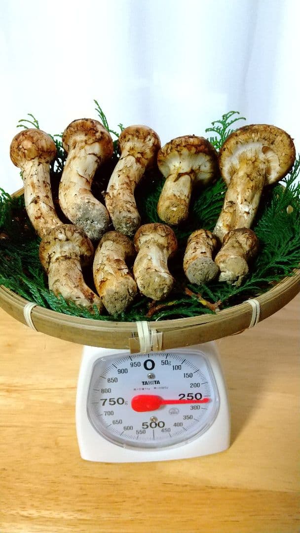 訳あり松茸 信州産 長野県 約450g