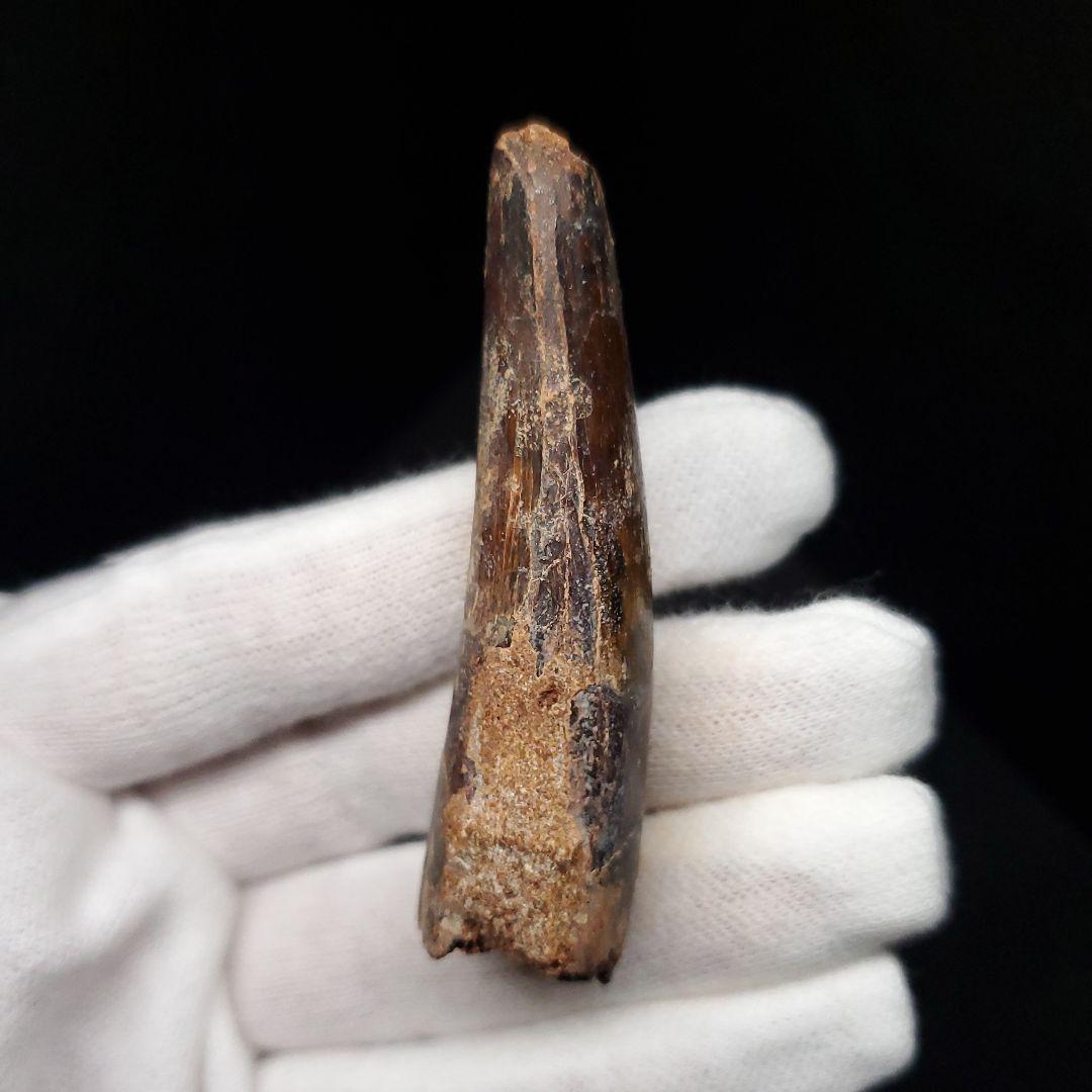 スピノサウルス 本物 モロッコ産 63.86mm  sp468