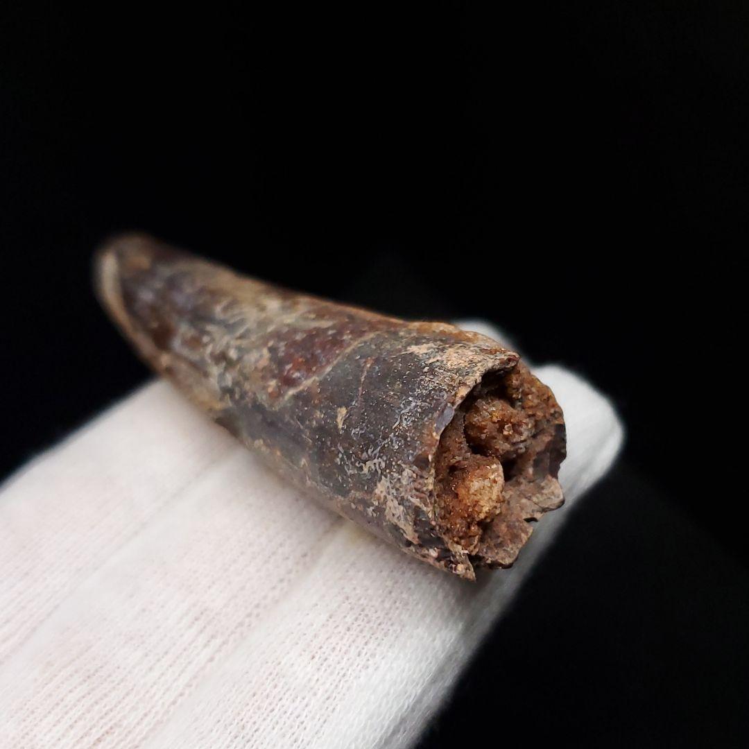 スピノサウルス 本物 モロッコ産 63.86mm  sp468