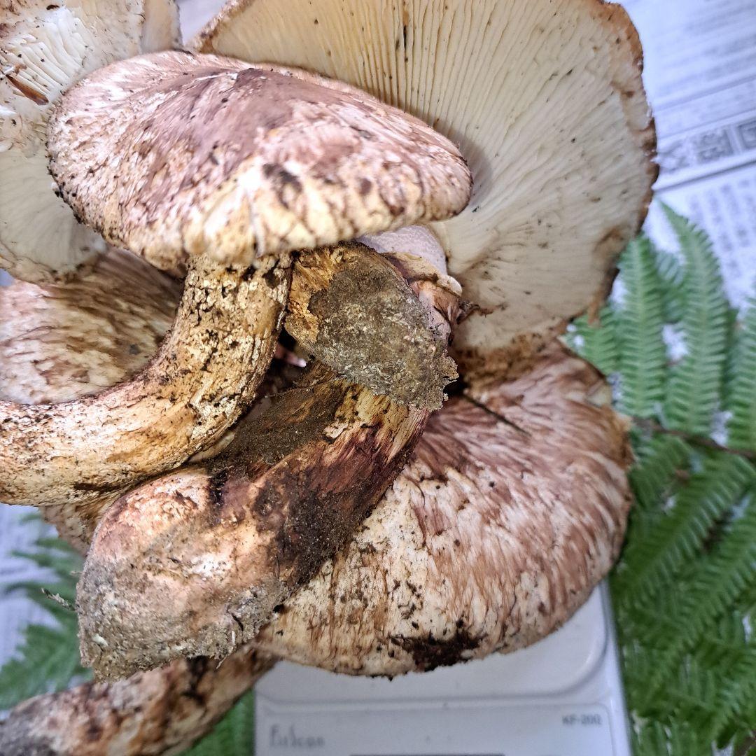 さくら子　　広島県産松茸 433g