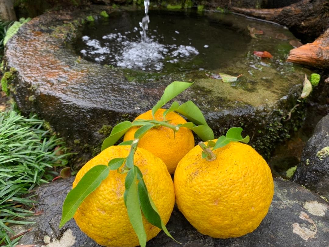 完全無農薬　柚子　ゆず　箱込み10kgちょっと入ります！