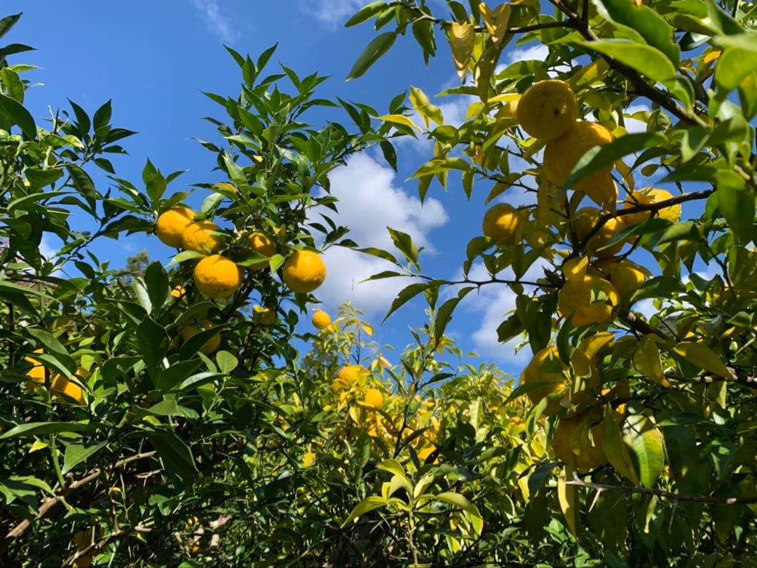 完全無農薬　柚子　ゆず　箱込み10kgちょっと入ります！