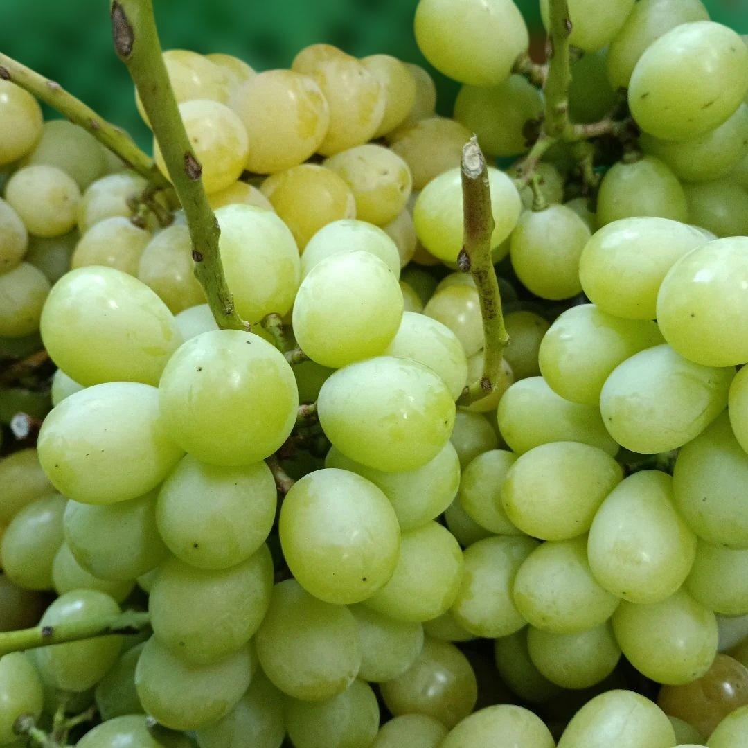 シャインマスカッ写真青色参考の、徳用5.5キロ入りの粒バック入りになります。