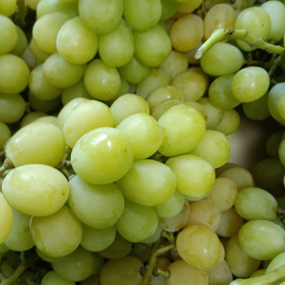 シャインマスカッ写真青色参考の、徳用5.5キロ入りの粒バック入りになります。