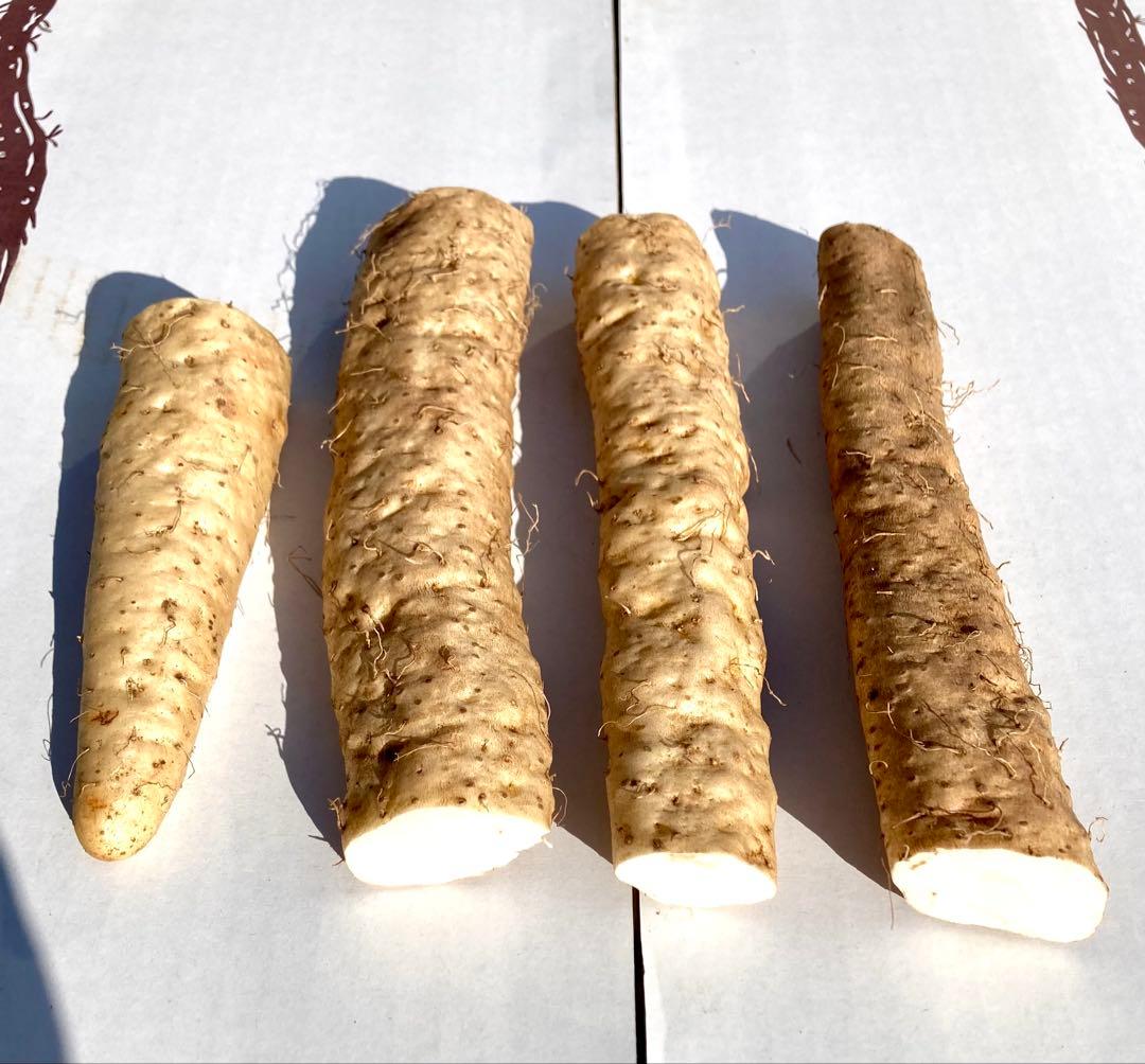 自然薯　５kg Handmさん専用