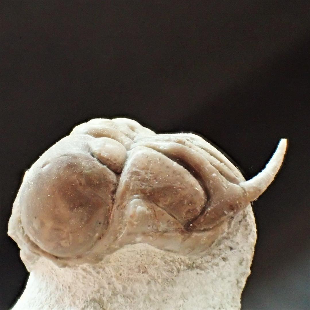 三葉虫の化石 美麗 キルトメトプス 本物保証