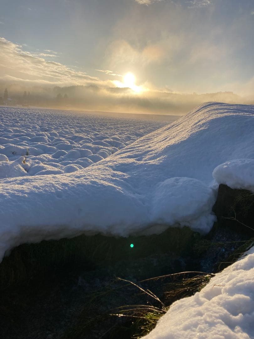 令和7年魚沼産コシヒカリ精米30kg