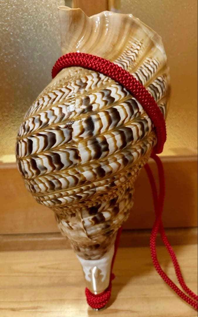 特大41.5㎝修験道法螺貝　山伏　密教　魔除け　赤紐付き　ほら貝